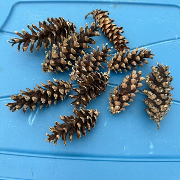Natural Eastern White Pine Cones (25 pcs) – Raw, Craft & Rustic Décor - Picture 1 of 3